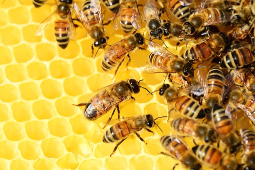 ミツバチが教えてくれること～協同～のイメージ画像
