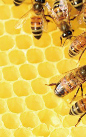 ミツバチが教えてくれること～協同～の画像