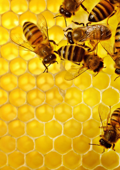 蜜蜂の叡智と人間の知性の画像