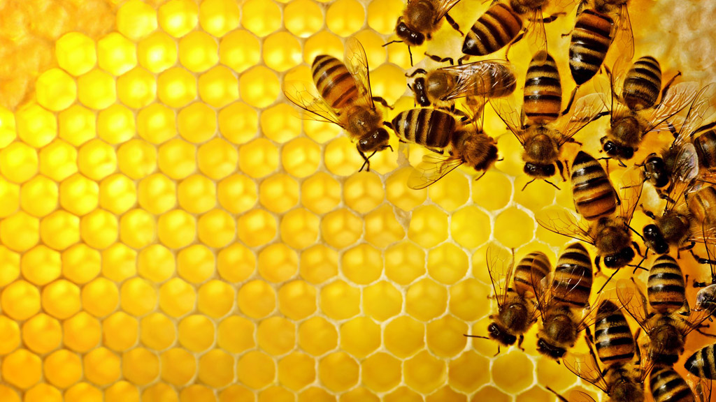 蜜蜂の叡智と人間の知性のイメージ画像